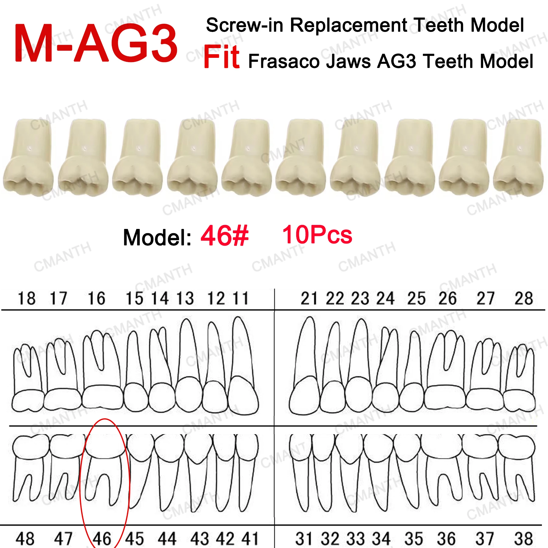 نموذج لشكل الأسنان مناسب Frasaco AG3 نوع أسنان كاملة 32 قطعة ممارسة ملء لينة اللثة اللثة طبيب الأسنان التدريس الملحقات #3