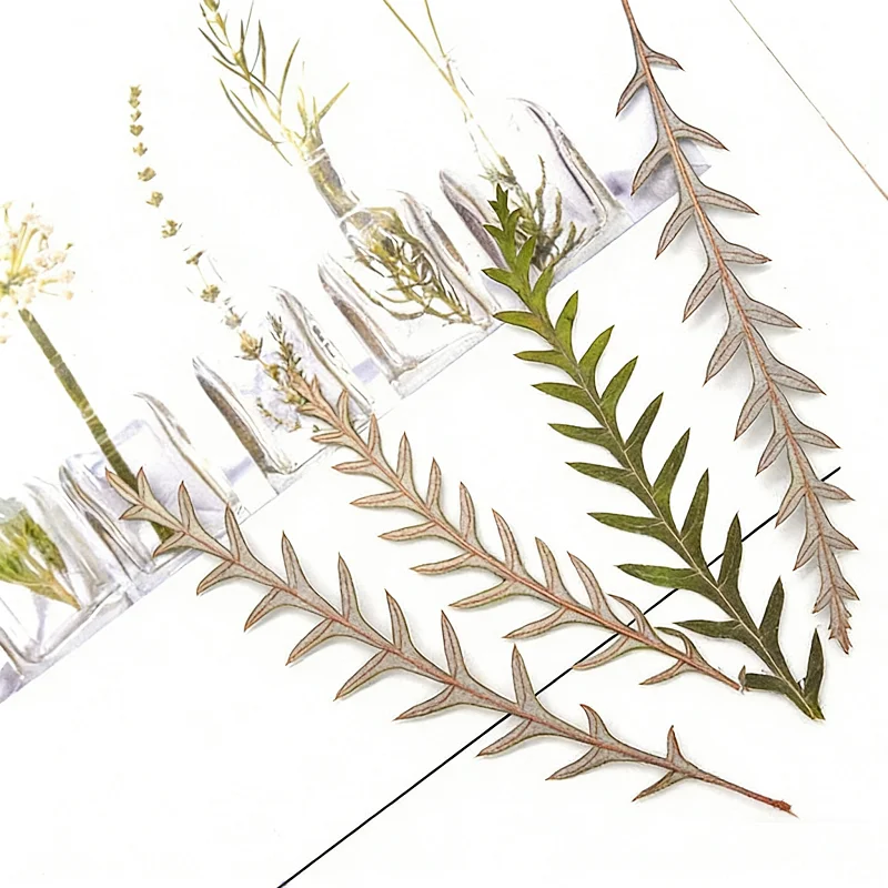 Pressed Dried Fern Frond Leaf  - Dried Flower Bookmark recension och pris