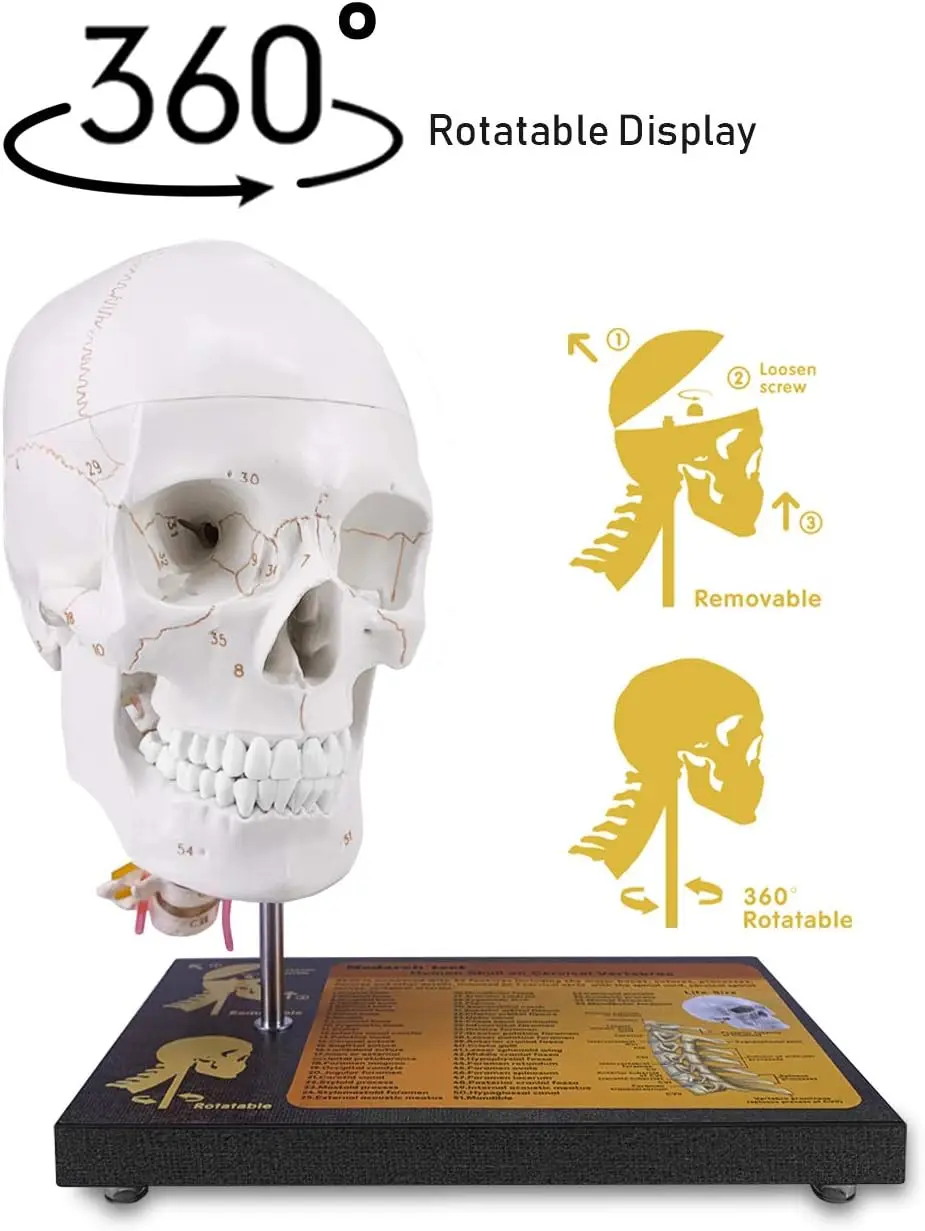 Life Size Human Skull on Cervical Vertebrae Anatomical Model Spinal Nerves & Arteries for Medical Student Demonstrate Education