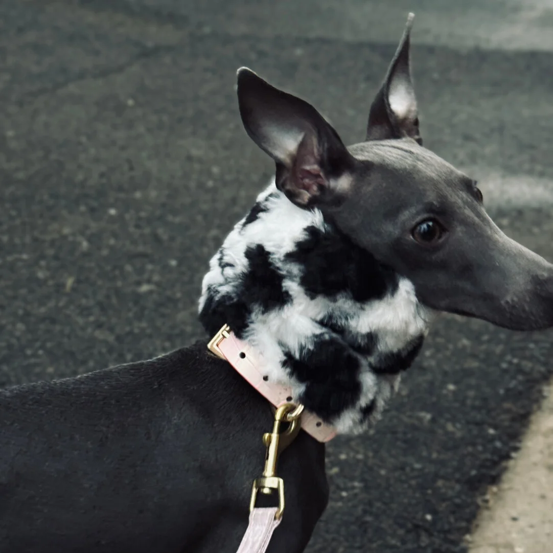 Outdoor Warm Anti-Freeze Ear Muffs for Dogs in Autumn Winter Black White Soft Skin-friendly Fleece Scarf for Italian Greyhound