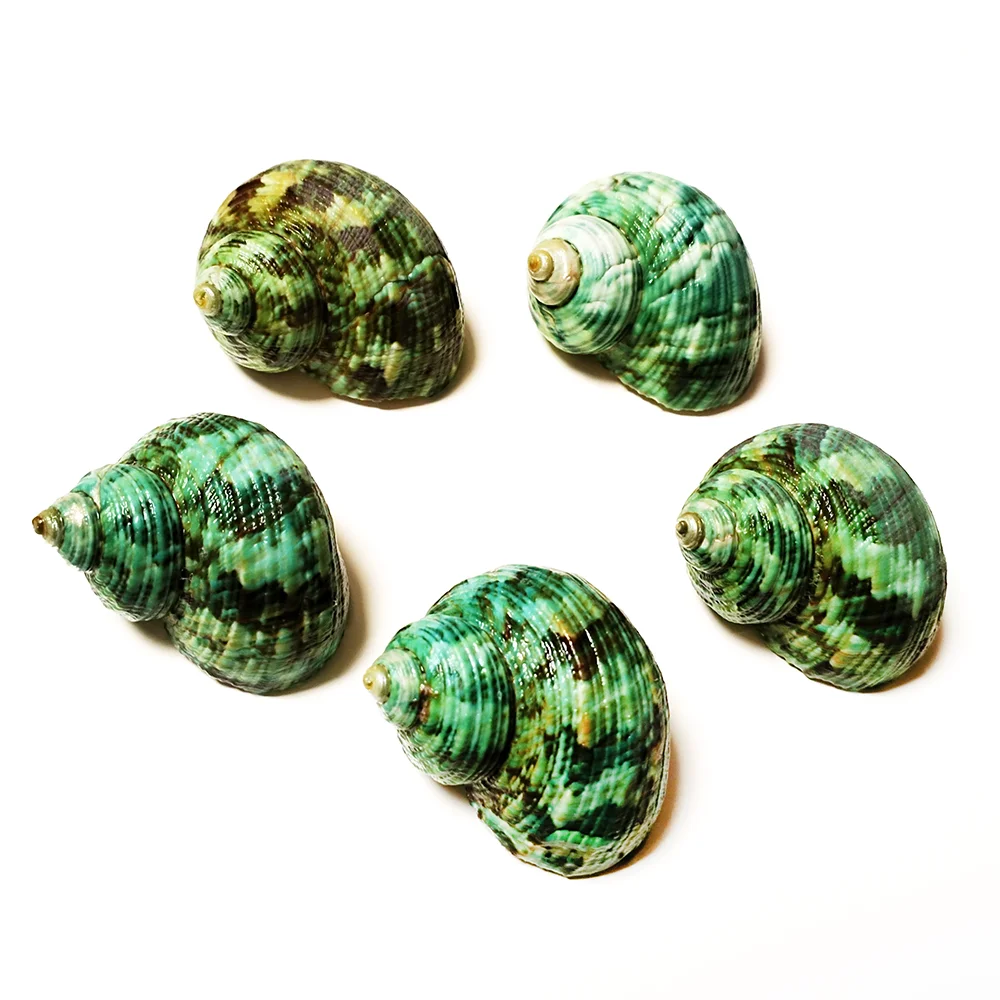 5 PCS Green Stenuous Turbo Shells Natural Hermit Crab Shells Ocean Conch Collectors Wedding Decor Beach Theme Party, DIY Crafts