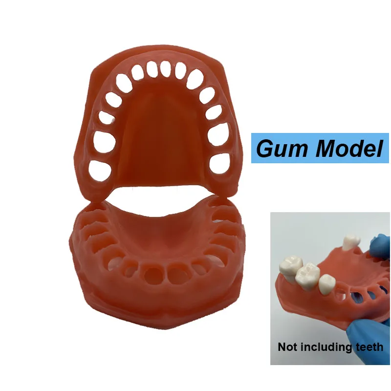 2PCS Dental Upper/lower Simulated Gums Gum Model Dentisit Student Learning Teaching Model