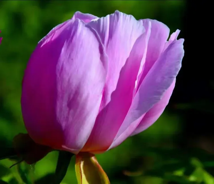 

Hardened Steel Front Rear Drive Shaft CVD Driveshaft for 1/10 Trxs Slash 4x4 RC Car Upgrade Parts