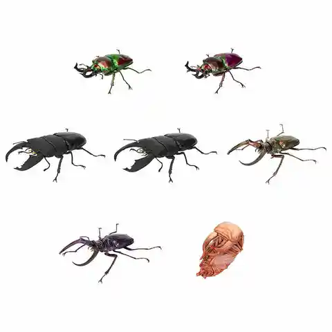 Original Bandai Biological Encyclopedia Gashapon Toys Stag Beetle Series 10 Phalacrognathus Muelleri Simulated Insects Model Toy
