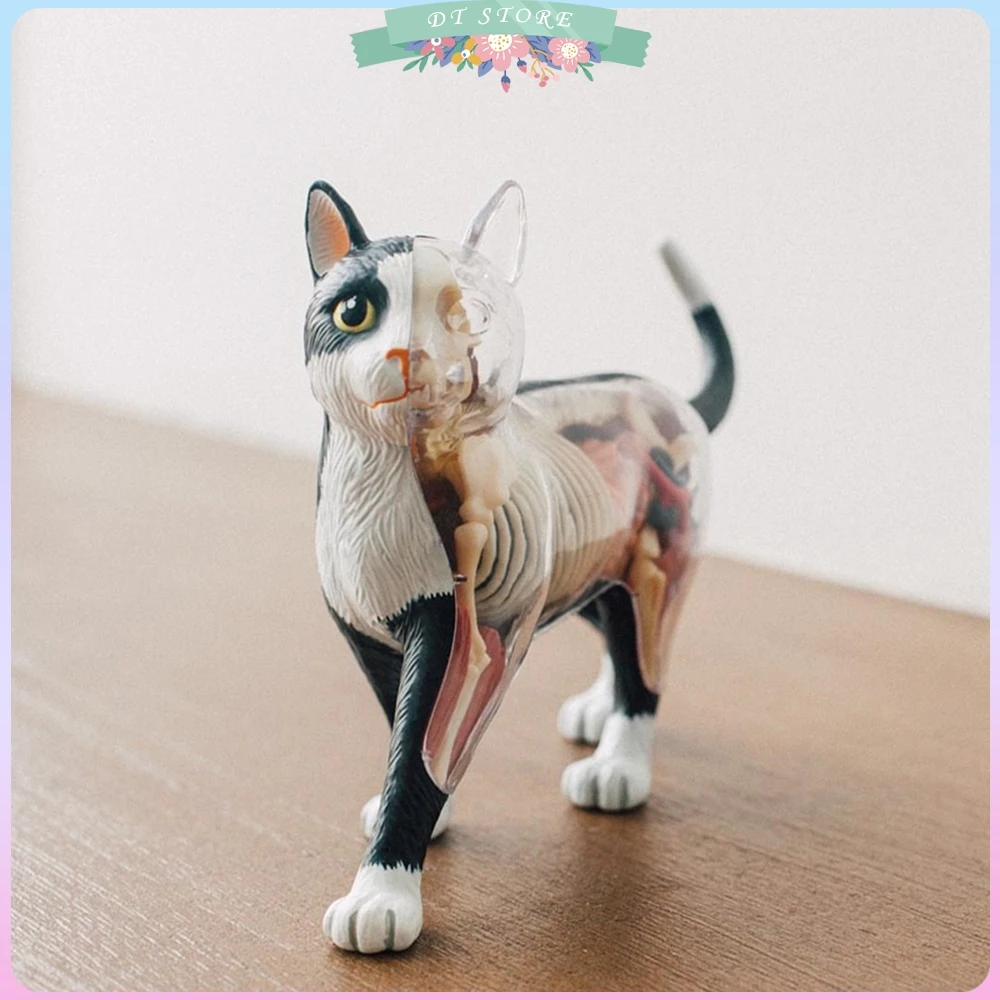 

Animal Organ Anatomy Model 4D Cat Intelligence Assembling Toy Teaching Anatomy Model DIY Popular Science Appliances