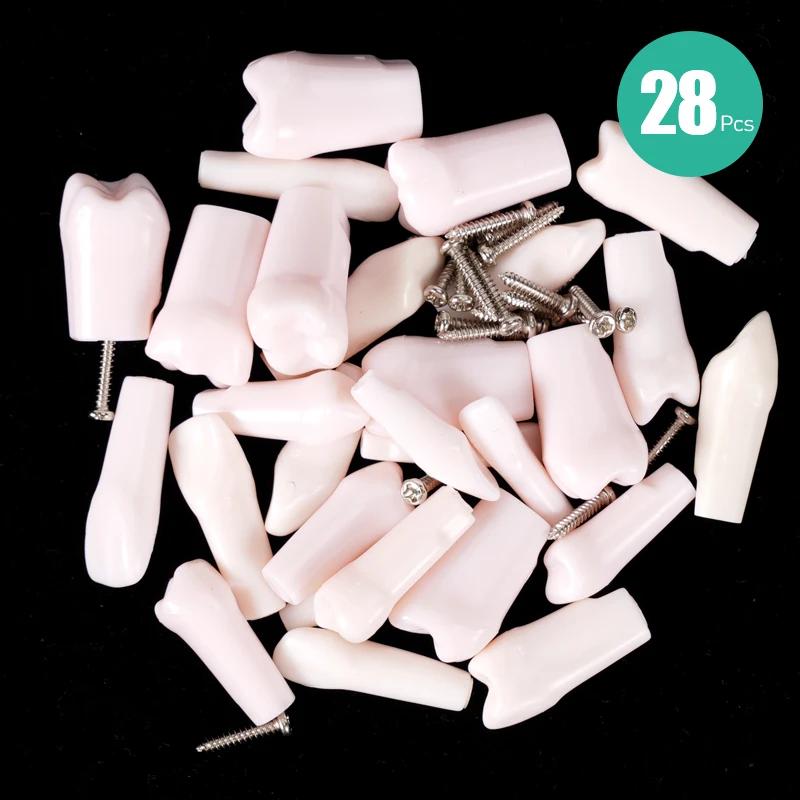 

28 шт., модель зубов Typodont, ввинчивающиеся сменные зубы, стоматологическая практика, обучение, обучение, имитация смолы, модель зуба