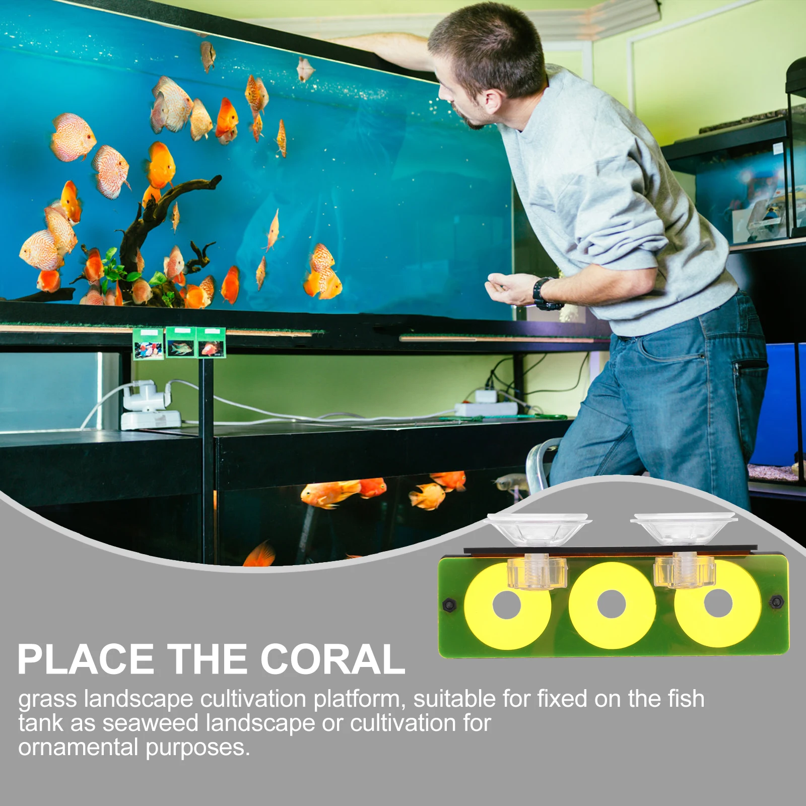 

Coral Holder Multi-Slot Fish Tank Reef Rack Acrylic Fluorescent Bracket Suction Cup Display Base Rack Aquarium