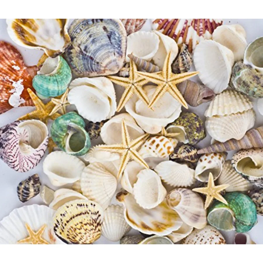 

Famoby Sea Shells Mixed Beach Seashells Starfish for Beach Theme Party Wedding Decorations Crafts Candle Making Fish Tank Vase
