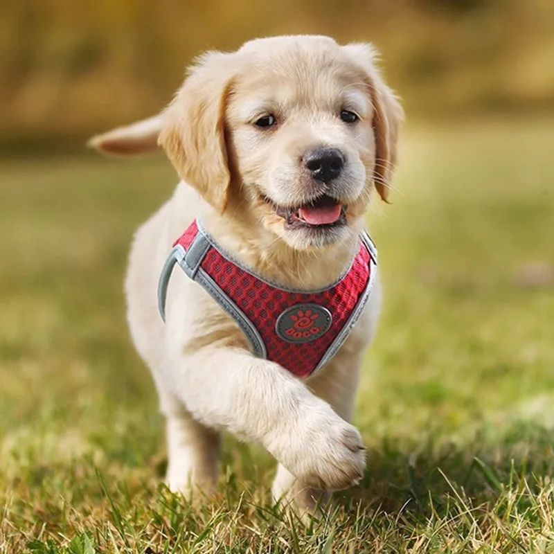 

HydroCool Dog Harness - Diving Mesh & Hex Vent Design, Reflective Quick-Dry for Golden/Small Pets, No-Chafe Armpit Shield