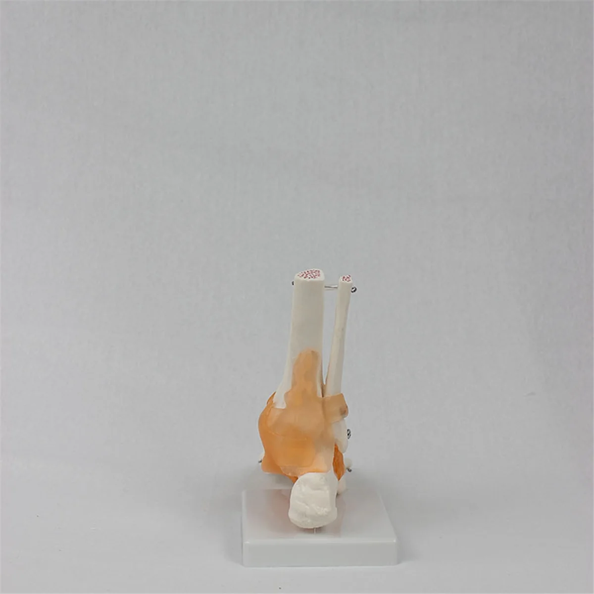 Modello articolare del piede Gfc con legamenti, modello di anatomia umana, a grandezza naturale, attrezzatura per l'insegnamento medico