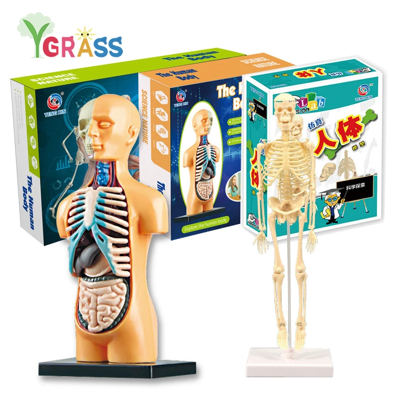 3D Human Body Anatomy Model Children Plastic DIY Skeleton Organ Kids Science Toys Early Learning Aids Educational Toy STEM Game