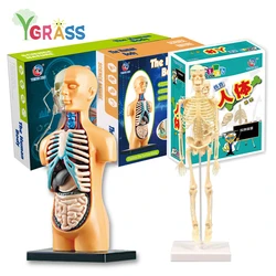 3D Human Body Anatomy Model Children Plastic DIY Skeleton Organ Kids Science Toys Early Learning Aids Educational Toy STEM Game