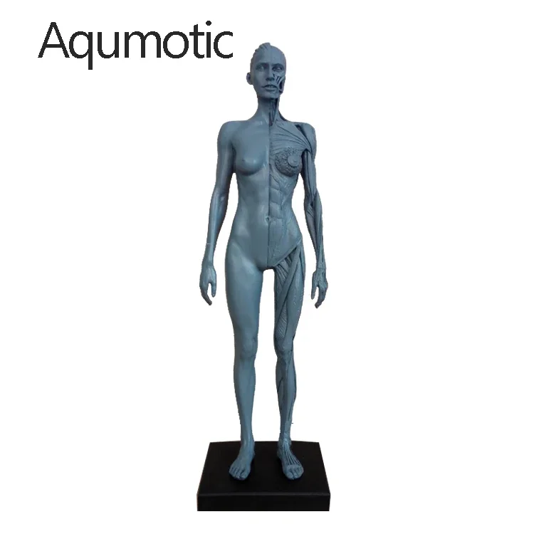 1pc Aqumotic Musul Model Mannequin Bone Models Decoration Anatomical Art Medical Body Human Structure People Muscle Decor