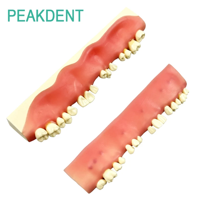 

Модель практики резекции перипедийной абссмы, тренировочная модель перипельпического пародонтита, демонстрация обучения стоматологическим пациентом