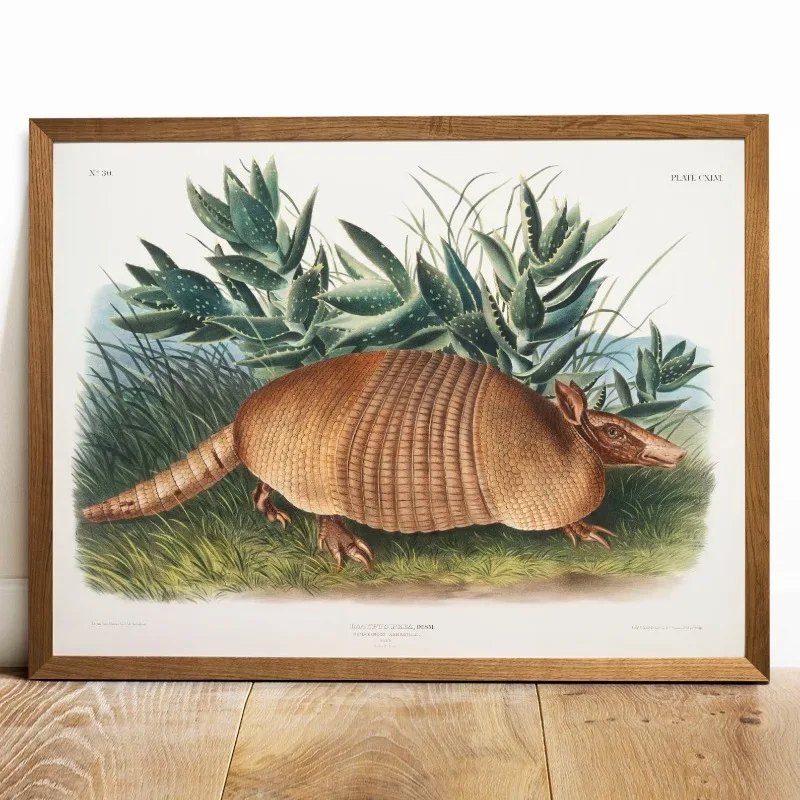 1pc frameless Canvas Painting Armadillo Print: Vintage Animal Drawing, Natural History Poster Home Decor Frameless Canvas Art Wa