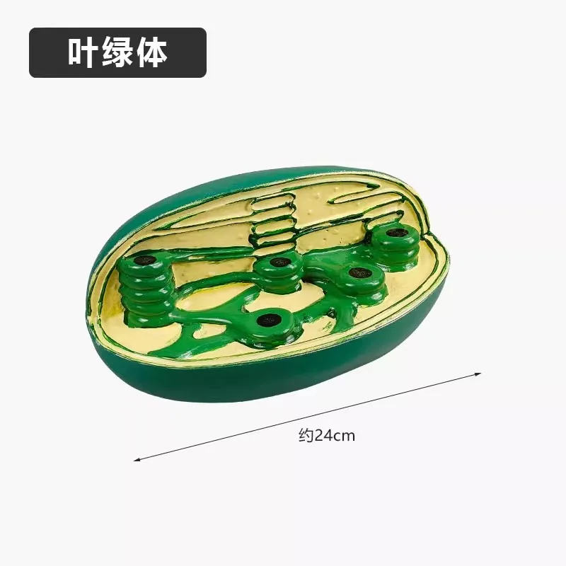 نماذج الخلايا المختلفة هيكل الأورجانيل الميتوكوندريا الكلوروبلاست نموذج تشريحي للجسم علم الأحياء تعليم العلوم #2