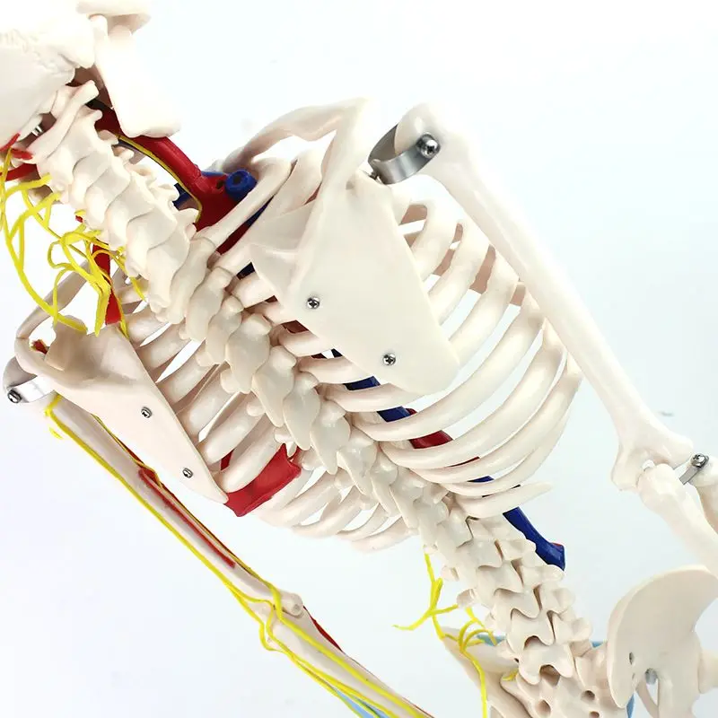 Human Skeletal Brain Model Tabletop Decoration, Medical Teaching Display, Artistic Sketch Model, 85cm