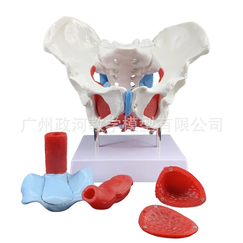 human-female-anatomical-pelvis-pelvic-floor-muscle-uterus-medical-model-anatomy-skeleton-trauma-nursing-manikin-training