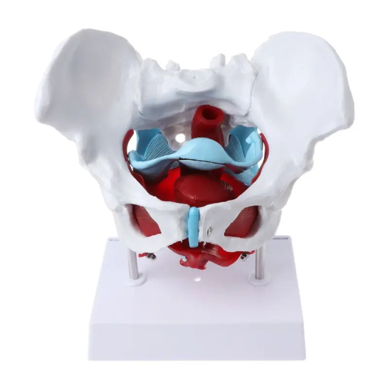 Female Pelvis Pelvic Floor Muscle Model Uterus Ovary Muscle Teaching Resources