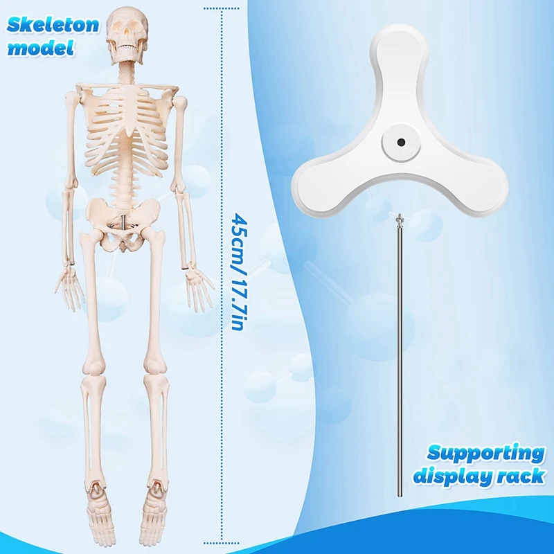 45CM Human Anatomical Anatomy Skeleton Model Poster Learn Aid Anatomy Human Skeletal Model