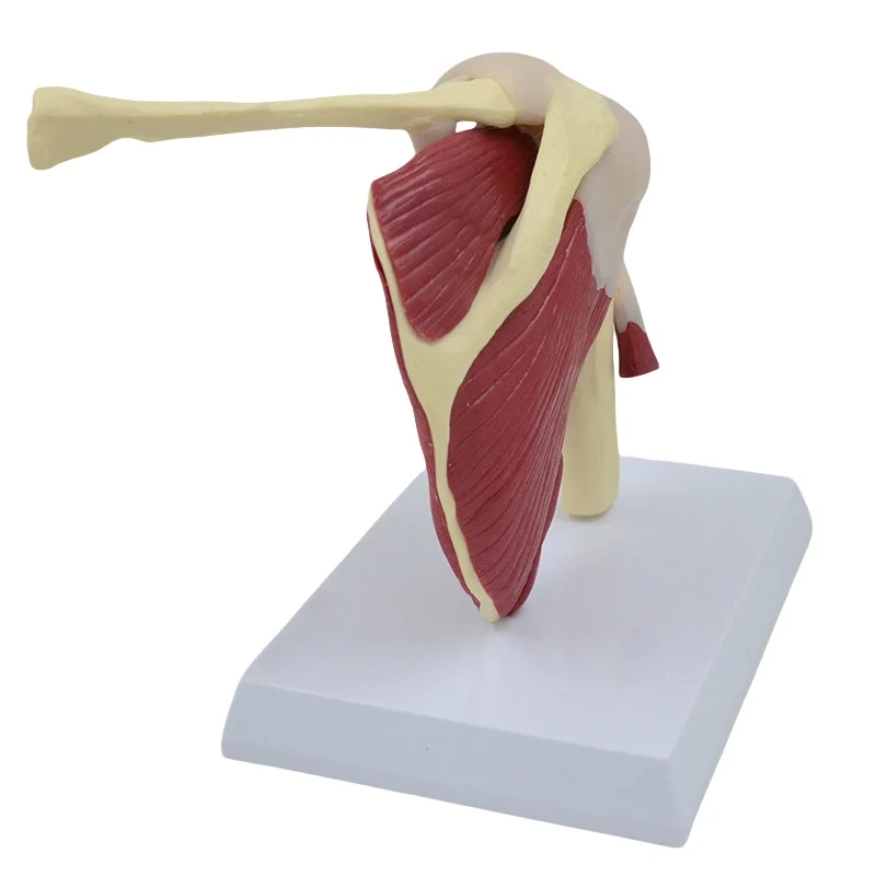houlder Joint Anatomy Model - Movable Scapula Clavicle with Muscle AttacJVLAB hments, Medical Skeletal Teaching Demonstration