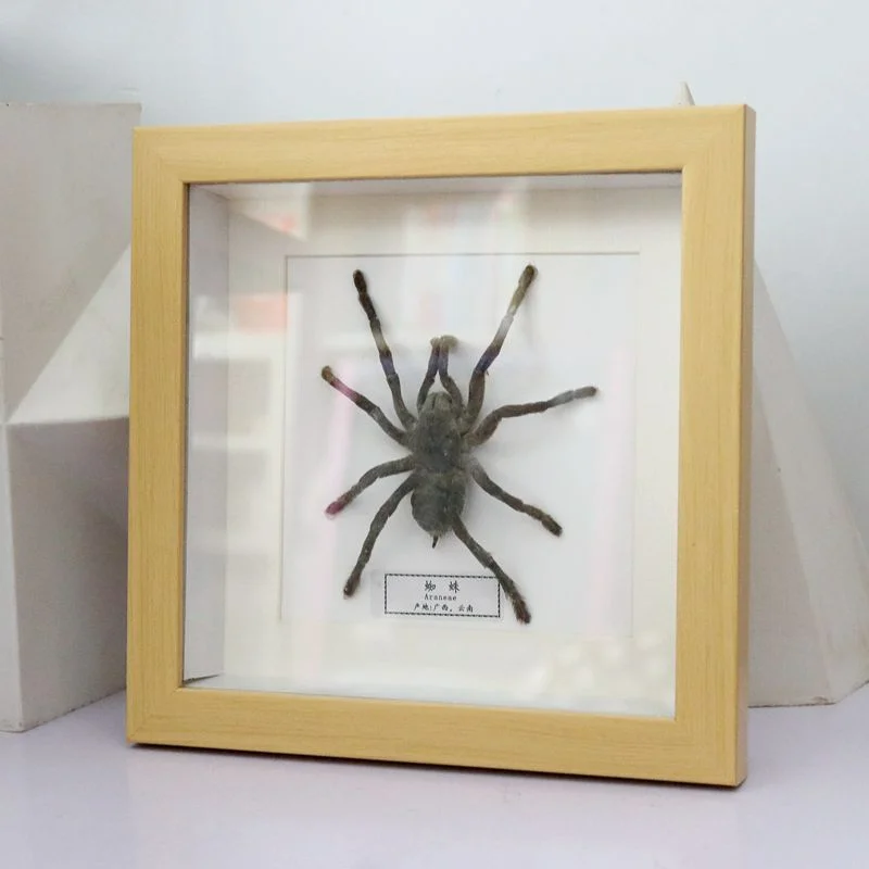 New insect specimen picture frame square creative simple picture frame home decoration wall collection gift home decor