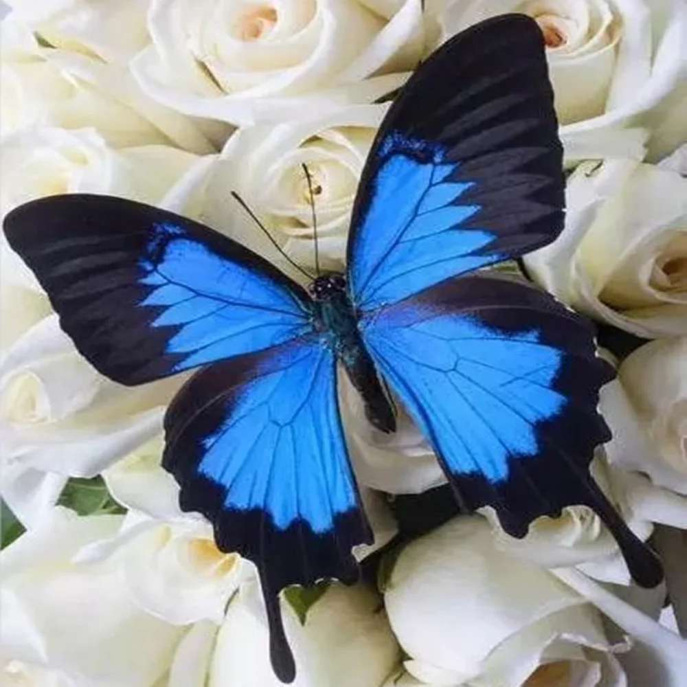 1 шт. натуральных образцов настоящих бабочек (Papilio ulysses) 1 шт. натуральных образцов настоящих бабочек (Papilio ulysses)