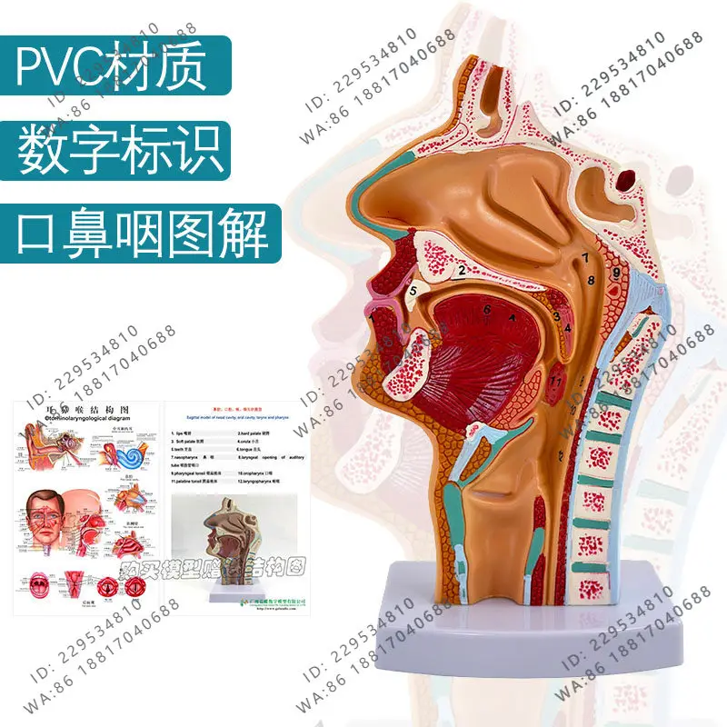 Head anatomy model, oral, nasopharyngeal, medial and lateral blood vessels and nerves model