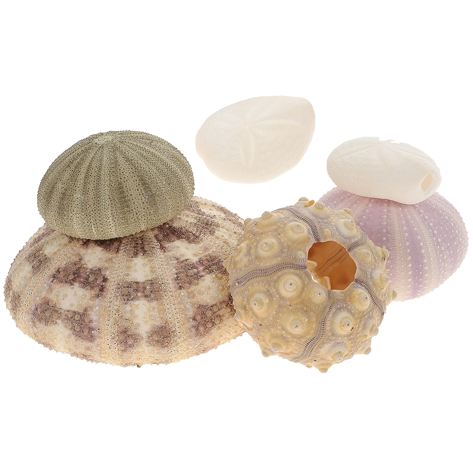 6 Pcs Shell Conch Desktop Decors Sea Urchin Aquarium Decorations Fish Tank Beads DIY Handmade Ornaments