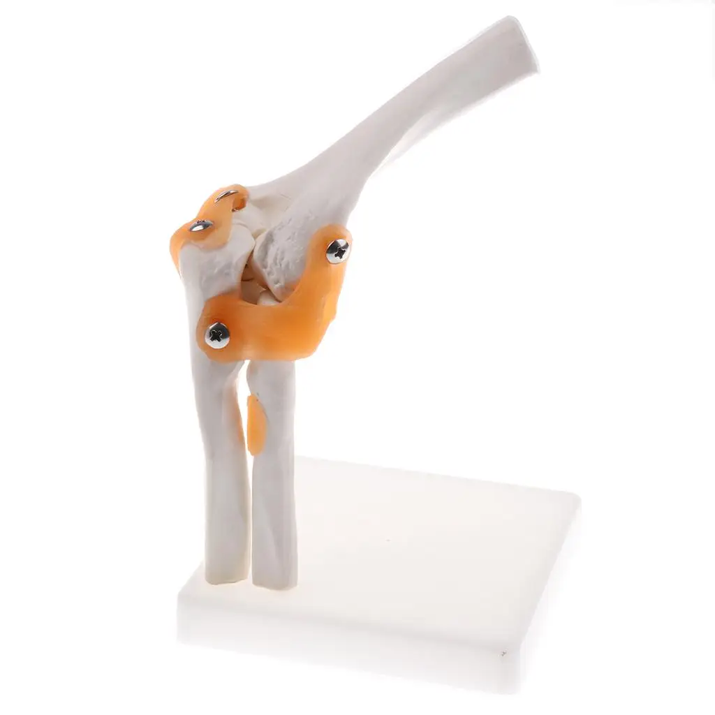 1: 1 Model Ligament Joint Elbow Human Statue Supplies Base PVC