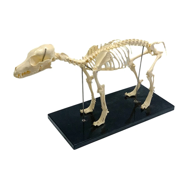 

Dog Skeleton Model Dog Anatomy Animal Teaching Model Laboratory Veterinary Teaching Demonstration Tool 1 Piece PVC