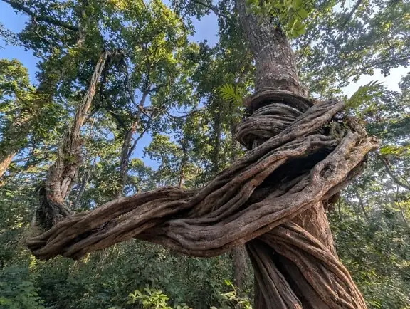 

Dsservo DS3218 PRO Digital Servo 20KG Stainless Steel Gear High Speed IP66 Waterproof High Torque RC Servo for 1/8 1/10 RC Car