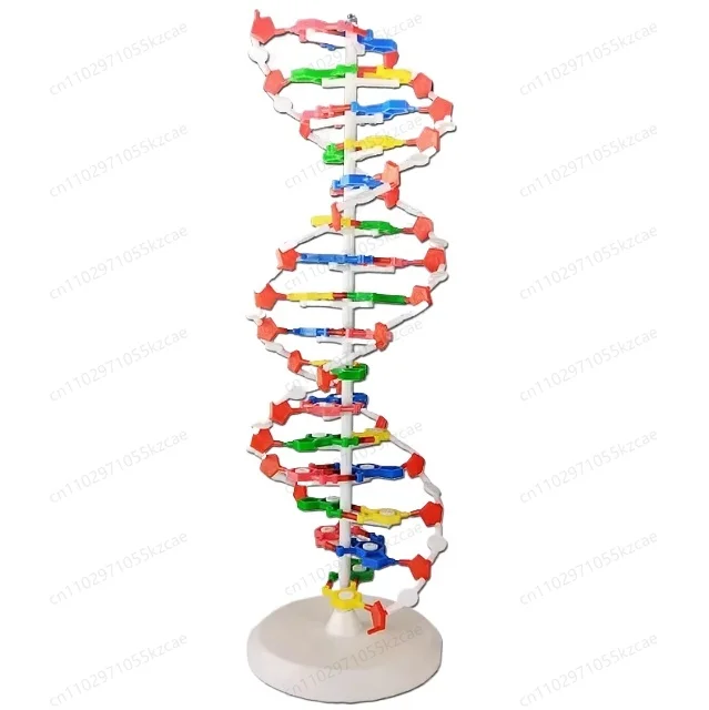

Модель двойной спирали ДНК для средней школы, модель молекулярной структуры 60 см