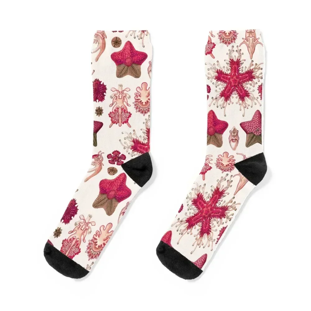 

Ernst Haeckel - Scientific Illustration - Asteroidea (Red) Socks man designer hip hop Socks Male Women's