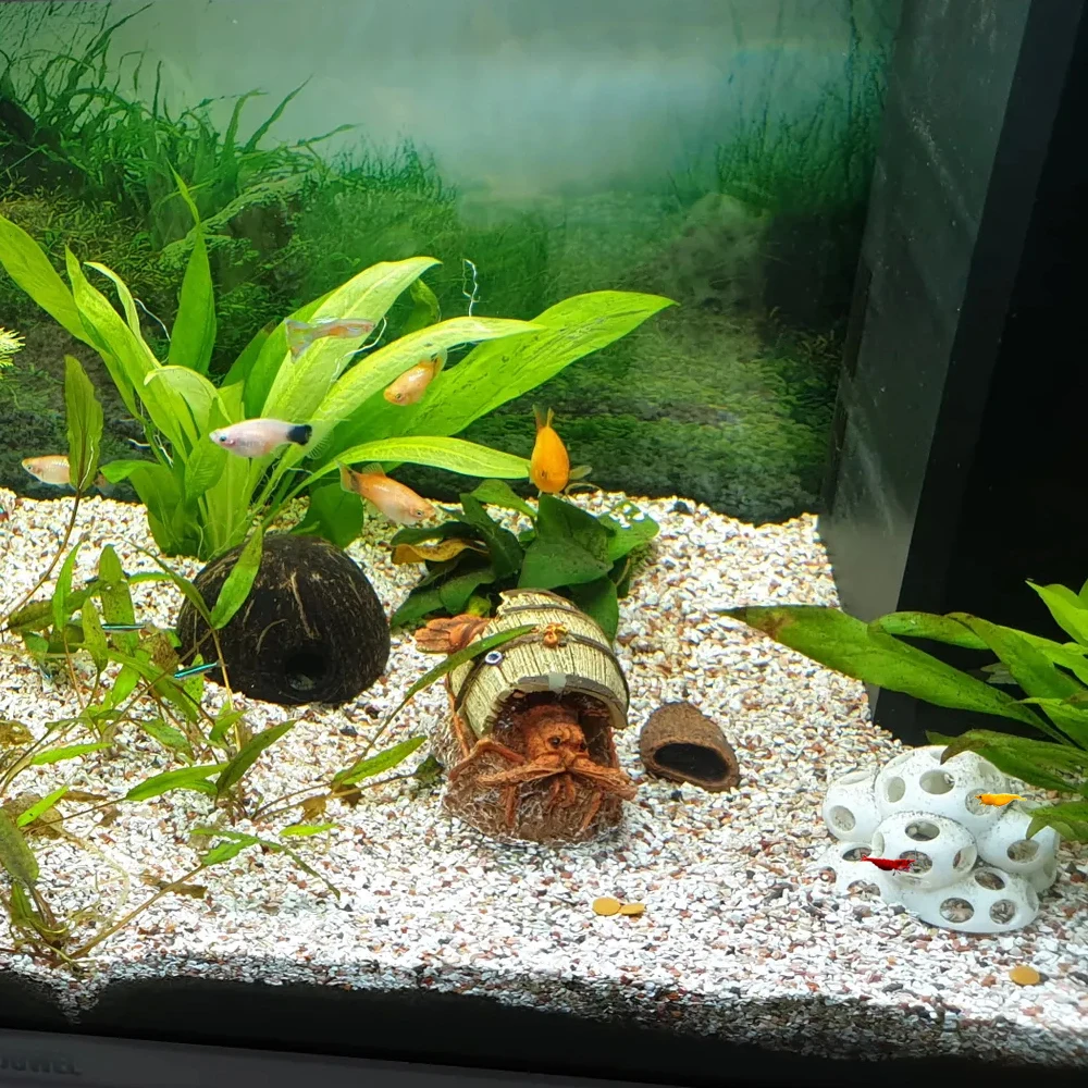 

Aquarium Viewing Cave Shrimp Cave For Aquatic Pets To Breed, Play AndRest Fish Tank Ornaments