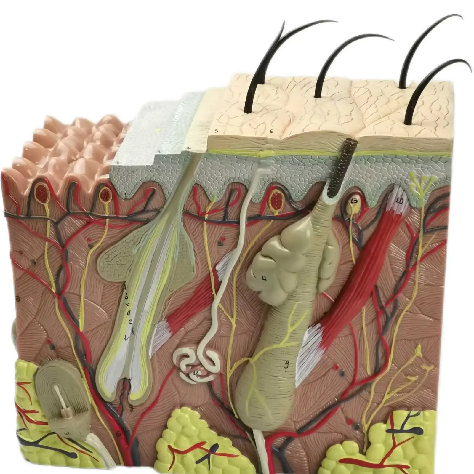 PVC 70X Life Size Anatomical Human Skin Block Model Medical Dermatology Anatomy