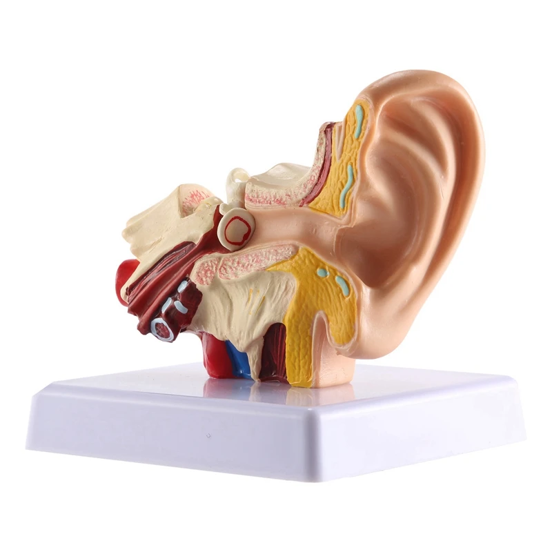 Modèle d'anatomie de l'oreille humaine 1.5X, modèle de simulation de structure de l'oreille intérieure de bureau professionnel pour l'éducation