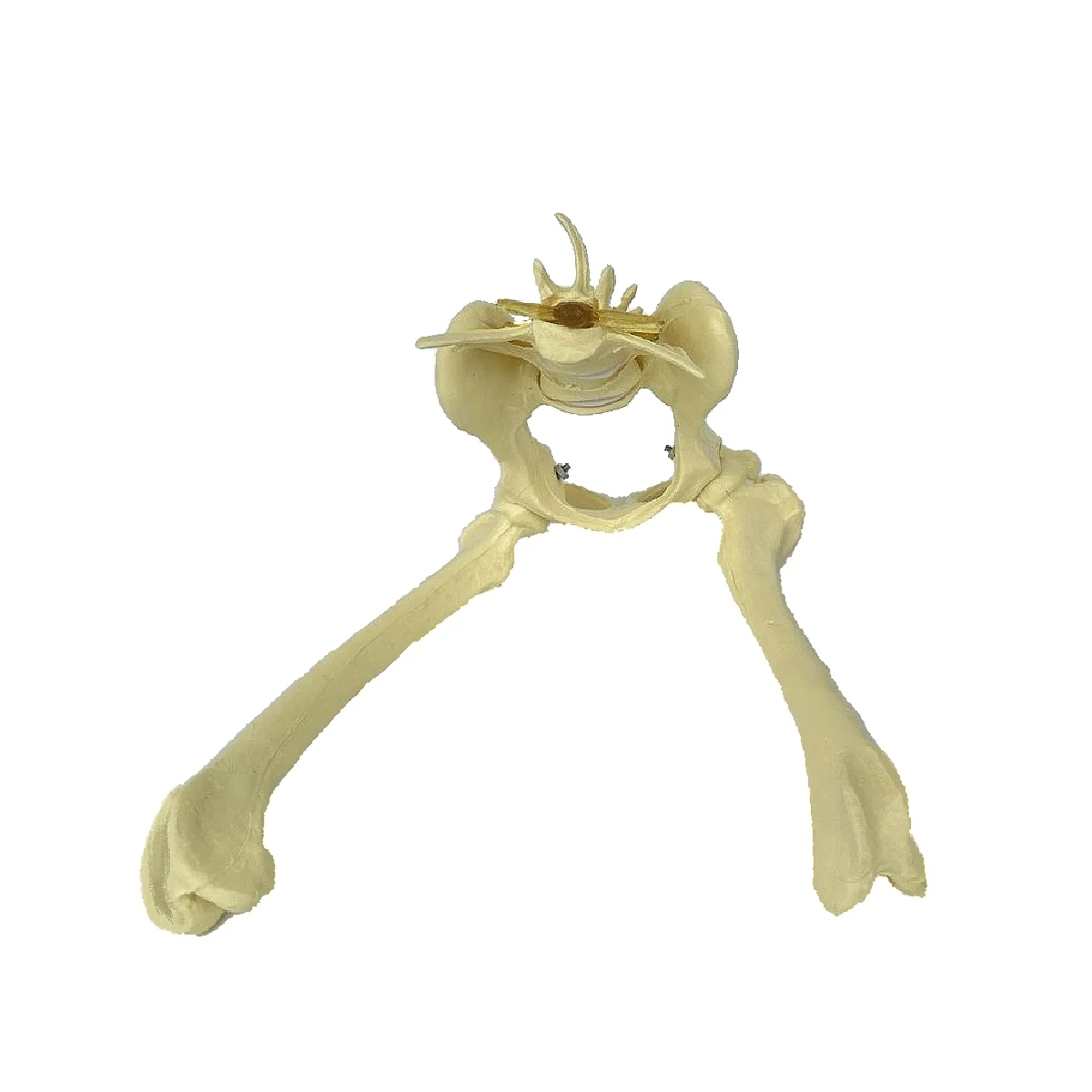 Dog hip joint skeleton model Veterinary Demonstration Skeleton canine Lab Skeleton Anatomy Model Kit