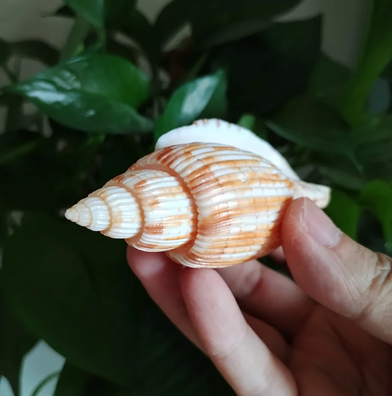 9-11CM Corn Scroll Snail Real Sea Shell Lyria Kurodai Conch  Wedding Table Decoration Specimen Conch DIY House Office Decor - Image 3