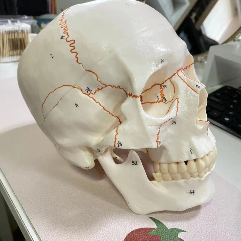 Life Size Human Skull Model Anatomical Anatomy Medical Teaching Skeleton Head Studying Teaching Supplies