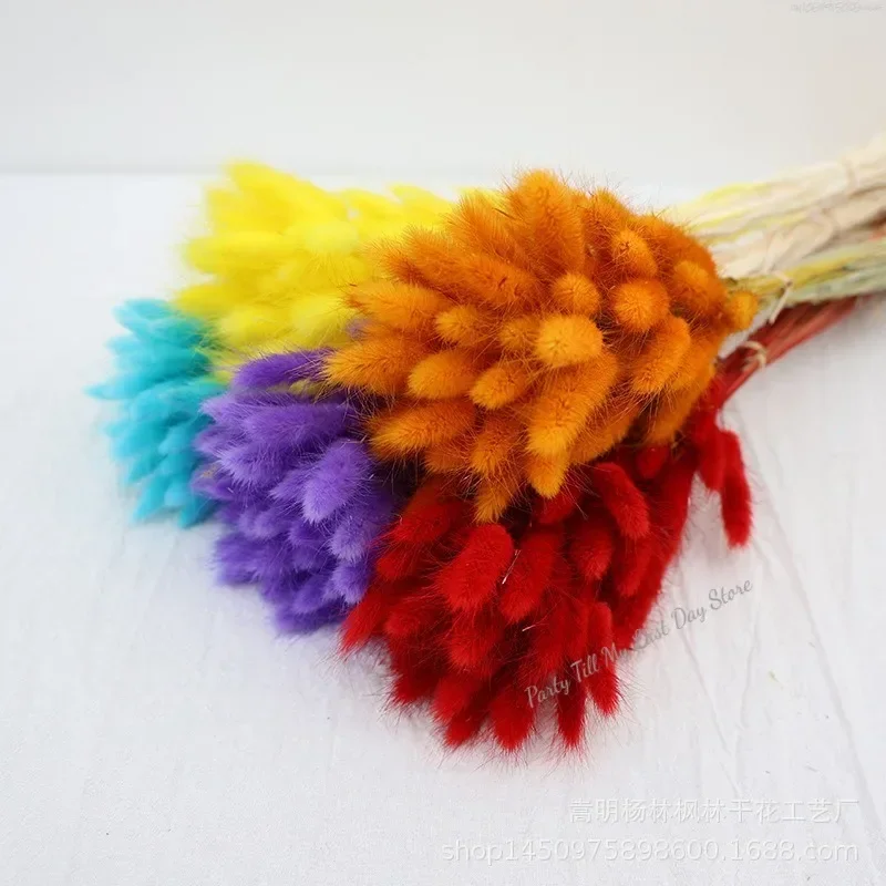 60szt Nature Rabbit Tail Grass Dried Flower Bouquet Dog Tail Grass Dried Flower Immortal Flower Small Bouquet DIY Decoration