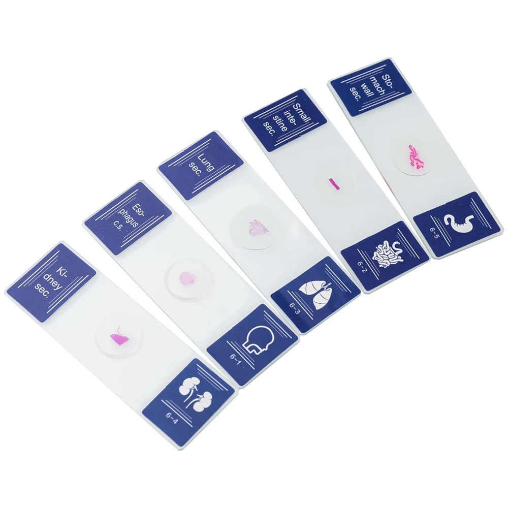 50-1000X مجهر ميكروسكوبيو، 35 قطعة من عينات المجهر الملونة شرائح العينات البيولوجية الهدايا الثانوية الأساسية #3