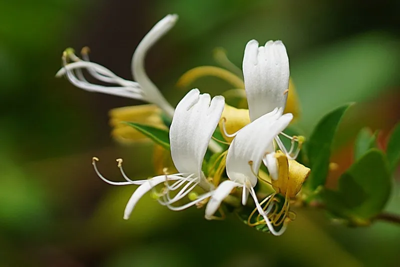 

WLtoys 144010 144002 124016 124017 Запасные части для радиоуправляемых машинок, винт 144010-2159 1267