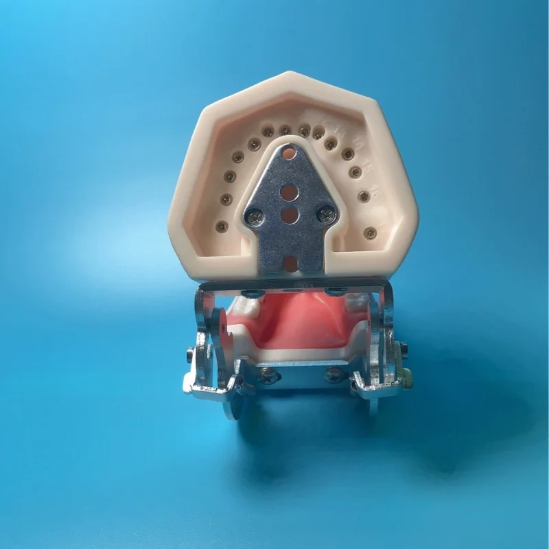 

28 teeth Dental material resin oral appliance implantation in vitro granular preparation model pulp model exercise