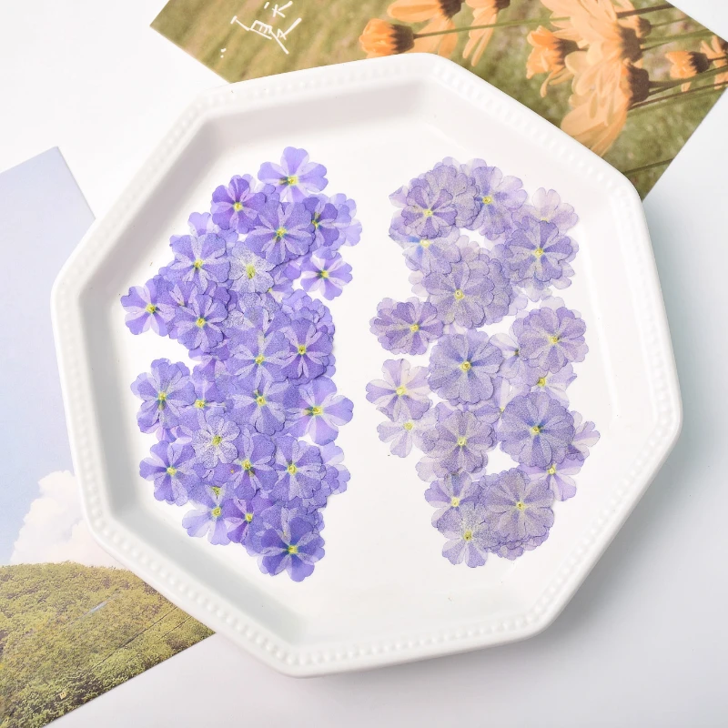 Natürliche Blütenblätter Lila Schönheit Kirschblüten, gepresste Blumen, DIY Schmuck Mini-Siegel Dropstick Handyhülle Gesichtsdekoration, 1-1,5cm/12 Stück – Detail 3
