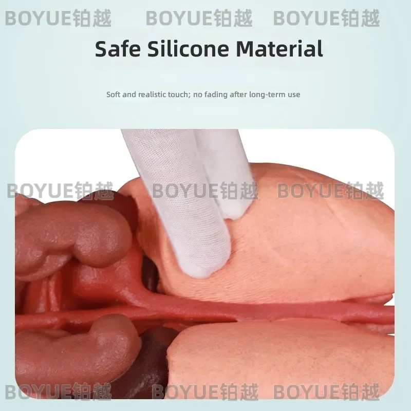 Anatomical Human Organ Model Heart Liver Spleen Lung Kidney Gastrointestine Viscera Structure for Medical Teaching Study