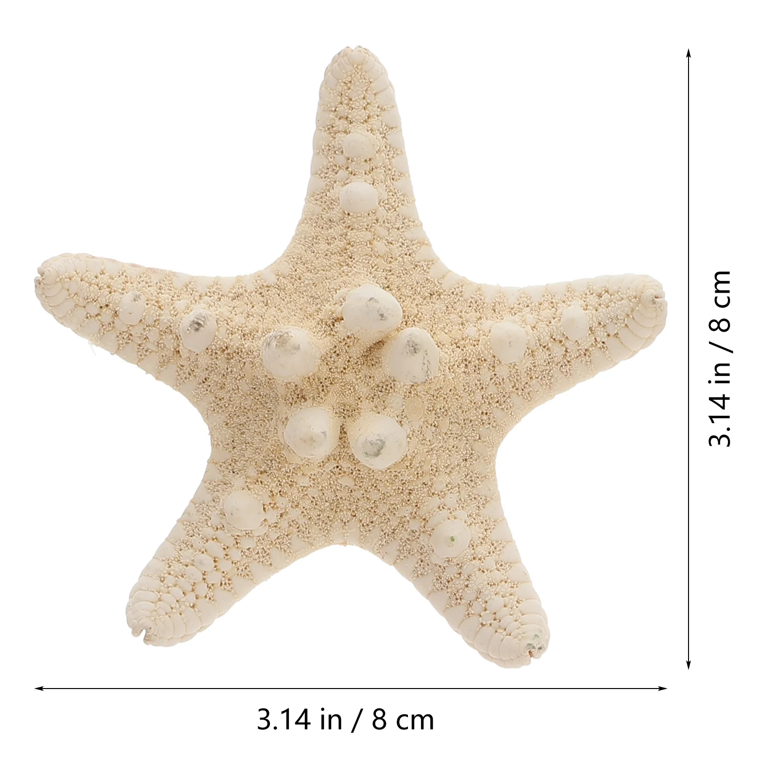 Home Decoration Shell Conch Natural Overlord Star Seashell DIY Crafts Wall Landscaping Seashells