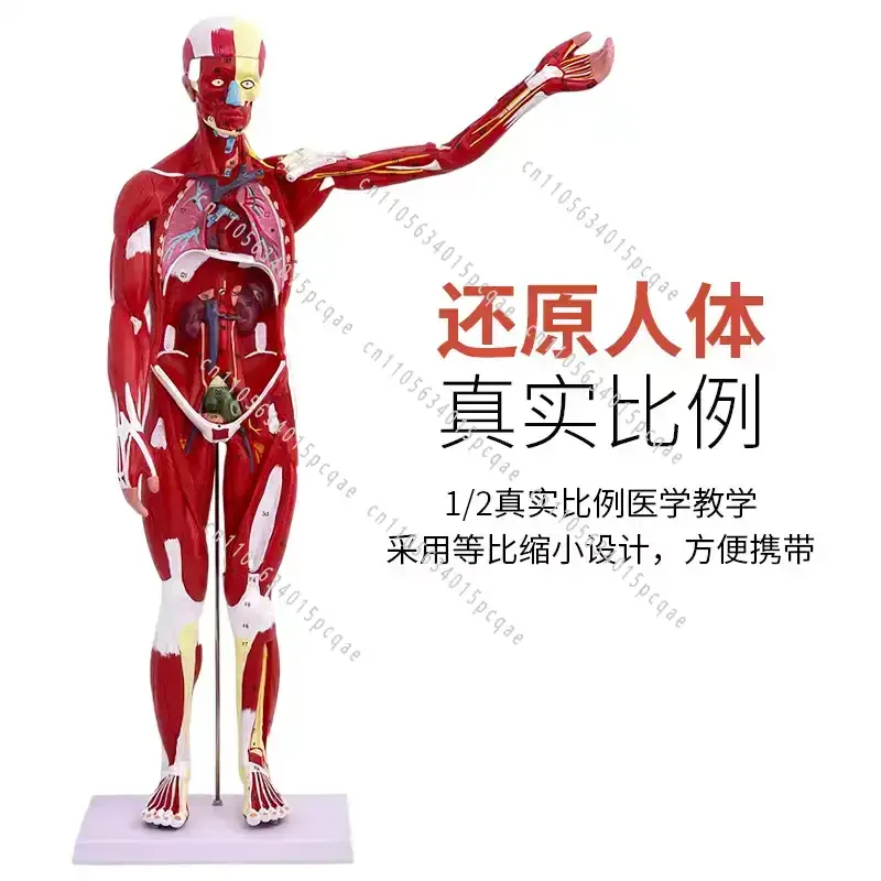 80CM Male Human Muscle Model 27 Parts Medical Anatomical Educational Teaching Model