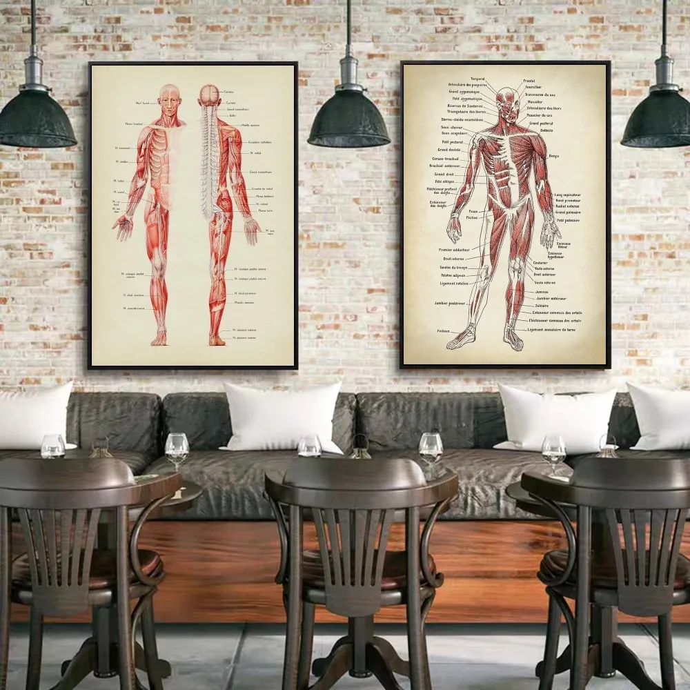 Human Anatomy Muscles System Art DIY Sticky Poster Fancy Wall Sticker for Living Room Bar Decoration Wall Decor