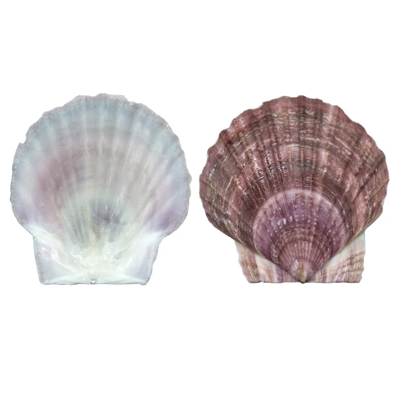 Scallop Fish Tank Decoration, Large Shell Tray, Natural DIY Conch, Mediterranean Style, Seashell, Purple, Red, 1Pc